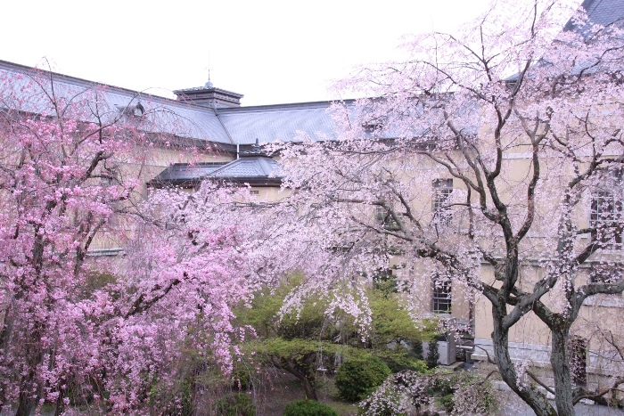 6448-15.4.3左八重紅枝垂れ桜＆右祇園枝垂れ桜　中庭風景.jpg